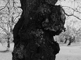 Castili en Len - Salamanca - Nava de Francia - Quercus pyrenaica - Pyreneeneik 1