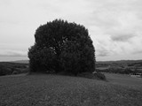 Catalonie - Gerona - Fontcoberta - Quercus ilex - steeneik - 3,92 m. (2015) -1