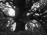 Catalonie - Gerona - Fontcoberta - Quercus ilex - steeneik - 3,92 m. (2015) -2