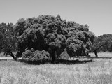 Extremadura - Badajoz - Bodonal de la Sierra - Quercus suber - kurkeik - 2,98 m. (2013) -1