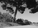 Extremadura - Badajoz - Frenegal de la Sierra - Pinus pinea - parasolden - 4,40 m. (2013)