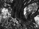 Extremadura - Badajoz - La Morera - Olea europaea - olijfboom - 6,65 m. (2103)