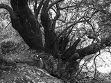 Extremadura - Caceres - Castillo - Arbutus unedo - aardbeienboom - 4,67 m.