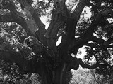 Extremadura - Caceres - El Toril - Quercus suber -kurkeik - Alcornoque el Abuelo