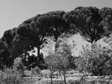 Extremadura - Caceres - Gata - Pinus pinea -parasoldennen
