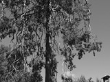Extremadura - Caceres - Las Mestas - Juniperus oxicedrus - stekelige jeneverbes - 2,15 m. (2013)