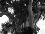 Extremadura - Caceres - Navalmoral de la Mata - Eucalyptus globulus - blauwe gomboom - 5,99 m. (2013)