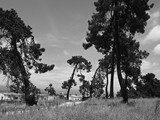 Extremadura - Caceres - Talayuela - Camino a Baldio - Pinus pinaster - zeedennen - 4,78 m. (2013)