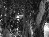 Extremadura - Caceres - Yuste - Eucalyptus globulus - Blauw gomboom (2013)