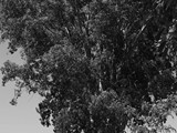 Extremadura- Badajoz - Badajoz - Eucalyptus globulus - blauwe gomboom - 5,62 m. (2013)