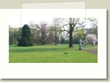Van rechts naar links: de tulpenboom, de moerascipres, de rode beuk en de levensboom (Thuja). Een klein arboretum bij elkaar.