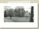 Ongedateerde foto uit het archief van de Fraters van Tilburg. Met rechts de tulpenboom, dan de moerascipres en natuurlijk de rode beuk.