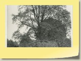 Oude foto van de tulpenboom van Steenwijk uit het archief van de fraters van Tilnurg.